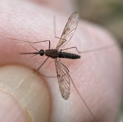Anopheles quadrimaculatus by (c) fuzzyspider, some rights reserved (CC BY), uploaded by fuzzyspider. Used under a CC-BY license.