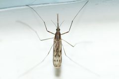 Anopheles earlei by (c) Owen Strickland, some rights reserved (CC BY), uploaded by Owen Strickland. Used under a CC-BY license.