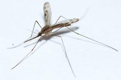Anopheles earlei by (c) Owen Strickland, some rights reserved (CC BY), uploaded by Owen Strickland. Used under a CC-BY license.