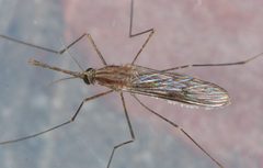 Anopheles by (c) Don Loarie, some rights reserved (CC BY). Used under a CC-BY license.