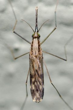Anopheles perplexens by (c) Justin Williams, some rights reserved (CC BY), uploaded by Justin Williams. Used under a CC-BY license.