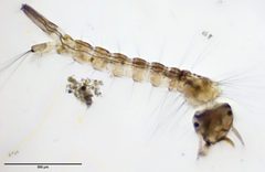 Culex pipiens by (c) zookanthos, some rights reserved (CC BY), uploaded by zookanthos. Used under a CC-BY license.