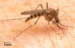 Aedes increpitus by no rights reserved, uploaded by Jesse Rorabaugh. Used under a CC0 license.