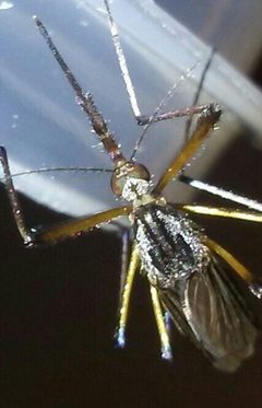 Psorophora howardii by (c) haileyleroy2003, some rights reserved (CC BY), uploaded by haileyleroy2003. Used under a CC-BY license.