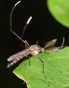 Psorophora ferox by (c) skitterbug, some rights reserved (CC BY), uploaded by skitterbug. Used under a CC-BY license.