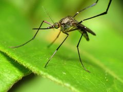 Psorophora ferox by (c) Katja Schulz, some rights reserved (CC BY). Used under a CC-BY license.
