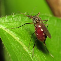 Psorophora ferox by (c) Katja Schulz, some rights reserved (CC BY). Used under a CC-BY license.