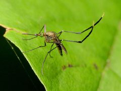 Psorophora ferox by (c) Katja Schulz, some rights reserved (CC BY). Used under a CC-BY license.