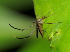 Psorophora ferox by (c) Katja Schulz, some rights reserved (CC BY). Used under a CC-BY license.
