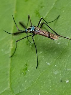 Toxorhynchites rutilus by (c) Morgan Hay, some rights reserved (CC BY), uploaded by Morgan Hay. Used under a CC-BY license.