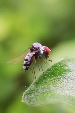 Curtonotidae by (c) Thilina Hettiarachchi, some rights reserved (CC BY), uploaded by Thilina Hettiarachchi. Used under a CC-BY license.