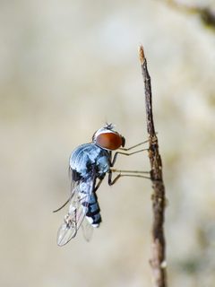 Curtonotidae by (c) renjus box, some rights reserved (CC BY), uploaded by renjus box. Used under a CC-BY license.