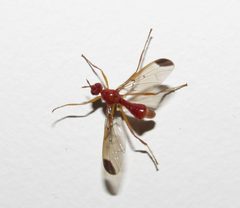 Pyrgotidae by no rights reserved, uploaded by Kahio Tiberio Mazon. Used under a CC0 license.