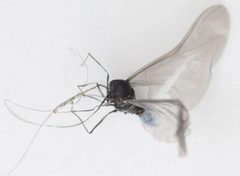 Deuterophlebiidae by no rights reserved, uploaded by Mike Palmer. Used under a CC0 license.