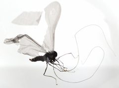 Deuterophlebiidae by no rights reserved, uploaded by Mike Palmer. Used under a CC0 license.