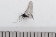Deuterophlebiidae by no rights reserved, uploaded by Mike Palmer. Used under a CC0 license.