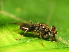 Sphyracephala by (c) Katja Schulz, some rights reserved (CC BY). Used under a CC-BY license.