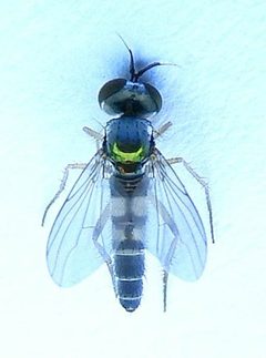 Argyra setipes by (c) jimeckert49, some rights reserved (CC BY). Used under a CC-BY license.