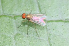 Chrysotus mundus by (c) Even Dankowicz, some rights reserved (CC BY), uploaded by Even Dankowicz. Used under a CC-BY license.