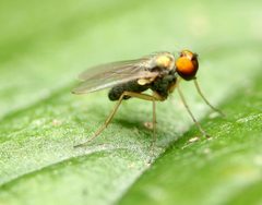 Chrysotus pallipes by (c) Zachary Dankowicz, some rights reserved (CC BY), uploaded by Zachary Dankowicz. Used under a CC-BY license.