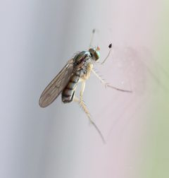 Dolichopus cuprinus by (c) Even Dankowicz, some rights reserved (CC BY), uploaded by Even Dankowicz. Used under a CC-BY license.