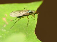 Dolichopus longipennis by (c) Katja Schulz, some rights reserved (CC BY), uploaded by Katja Schulz. Used under a CC-BY license.