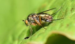 Dolichopus occidentalis by (c) Marcel_Pepin, some rights reserved (CC BY), uploaded by Marcel_Pepin. Used under a CC-BY license.