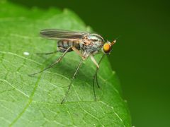 Dolichopus scapularis by (c) Katja Schulz, some rights reserved (CC BY), uploaded by Katja Schulz. Used under a CC-BY license.