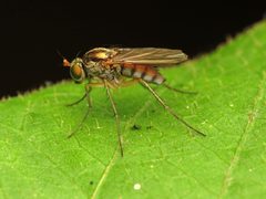 Dolichopus scapularis by (c) Katja Schulz, some rights reserved (CC BY), uploaded by Katja Schulz. Used under a CC-BY license.