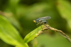 Dolichopus variabilis by (c) Zachary Dankowicz, some rights reserved (CC BY), uploaded by Zachary Dankowicz. Used under a CC-BY license.
