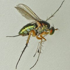Dolichopus vigilans by (c) Bill Keim, some rights reserved (CC BY). Used under a CC-BY license.