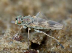 Hydrophorinae by (c) Steve Kerr, some rights reserved (CC BY), uploaded by Steve Kerr. Used under a CC-BY license.