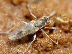 Hydrophorinae by (c) Steve Kerr, some rights reserved (CC BY), uploaded by Steve Kerr. Used under a CC-BY license.