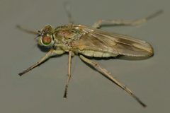 Hydrophorinae by (c) Steve Kerr, some rights reserved (CC BY), uploaded by Steve Kerr. Used under a CC-BY license.