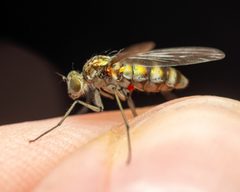 Liancalus limbatus by (c) Zachary Dankowicz, some rights reserved (CC BY), uploaded by Zachary Dankowicz. Used under a CC-BY license.