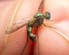 Liancalus limbatus by (c) Zachary Dankowicz, some rights reserved (CC BY), uploaded by Zachary Dankowicz. Used under a CC-BY license.