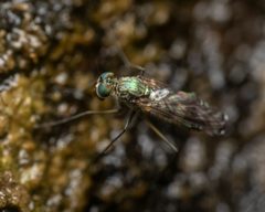 Liancalus limbatus by (c) Zachary Dankowicz, some rights reserved (CC BY), uploaded by Zachary Dankowicz. Used under a CC-BY license.