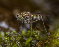 Liancalus limbatus by (c) Zachary Dankowicz, some rights reserved (CC BY), uploaded by Zachary Dankowicz. Used under a CC-BY license.
