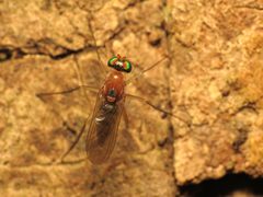 Neurigona dimidiata by (c) Katja Schulz, some rights reserved (CC BY). Used under a CC-BY license.