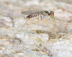 Dactylomyia by (c) skitterbug, some rights reserved (CC BY), uploaded by skitterbug. Used under a CC-BY license.