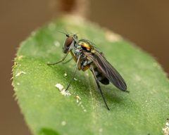 Rhaphium vanduzeei by (c) Zachary Dankowicz, some rights reserved (CC BY), uploaded by Zachary Dankowicz. Used under a CC-BY license.