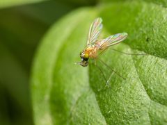 Amblypsilopus dorsalis by (c) Zachary Dankowicz, some rights reserved (CC BY), uploaded by Zachary Dankowicz. Used under a CC-BY license.