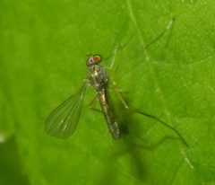 Sciapus platypterus by (c) Jon Mortin, some rights reserved (CC BY), uploaded by Jon Mortin. Used under a CC-BY license.