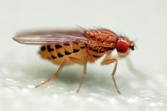 Drosophila busckii by (c) Tom, some rights reserved (CC BY), uploaded by Tom. Used under a CC-BY license.