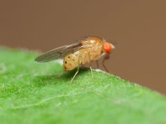 Drosophila falleni by (c) Katja Schulz, some rights reserved (CC BY), uploaded by Katja Schulz. Used under a CC-BY license.