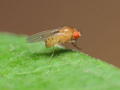 Drosophila falleni by (c) Katja Schulz, some rights reserved (CC BY), uploaded by Katja Schulz. Used under a CC-BY license.