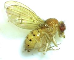 Drosophila falleni by no rights reserved, uploaded by Ken Kneidel. Used under a CC0 license.