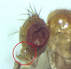 Drosophila falleni by no rights reserved, uploaded by Ken Kneidel. Used under a CC0 license.