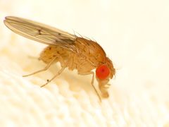 Drosophila falleni by (c) Katja Schulz, some rights reserved (CC BY), uploaded by Katja Schulz. Used under a CC-BY license.