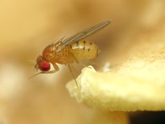 Drosophila falleni by (c) Katja Schulz, some rights reserved (CC BY). Used under a CC-BY license.